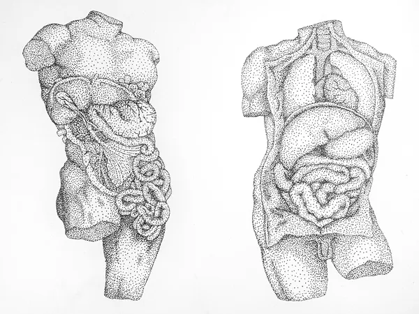anatomical studies